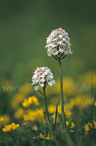 Dreizähniges Knabenkraut (Orchis tridentata)