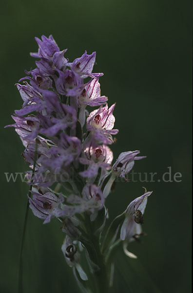 Dreizähniges Knabenkraut (Orchis tridentata)