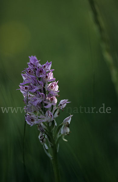 Dreizähniges Knabenkraut (Orchis tridentata)