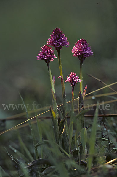 Dreizähniges Knabenkraut (Orchis tridentata)