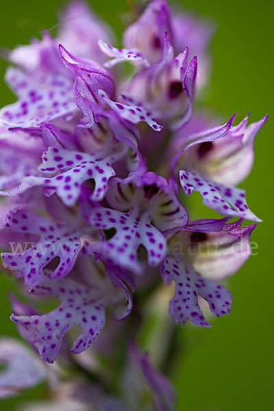 Dreizähniges Knabenkraut (Orchis tridentata)