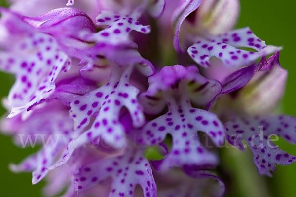 Dreizähniges Knabenkraut (Orchis tridentata)