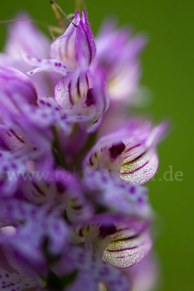 Dreizähniges Knabenkraut (Orchis tridentata)