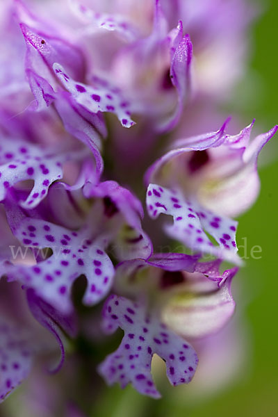 Dreizähniges Knabenkraut (Orchis tridentata)