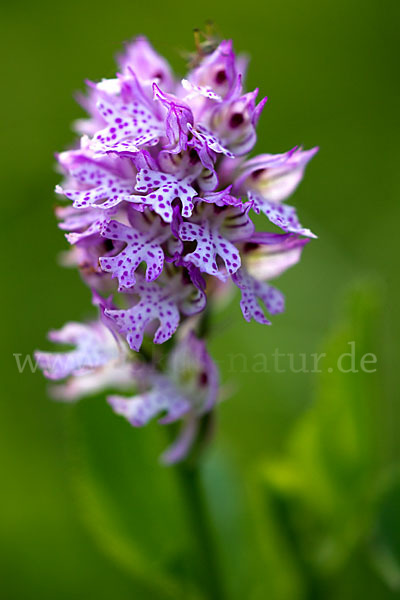 Dreizähniges Knabenkraut (Orchis tridentata)