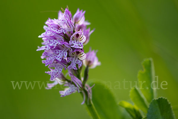 Dreizähniges Knabenkraut (Orchis tridentata)