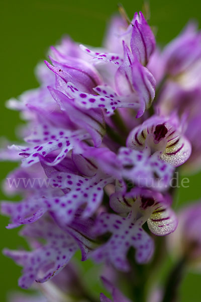 Dreizähniges Knabenkraut (Orchis tridentata)