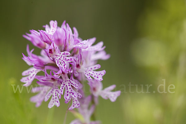 Dreizähniges Knabenkraut (Orchis tridentata)