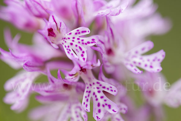 Dreizähniges Knabenkraut (Orchis tridentata)