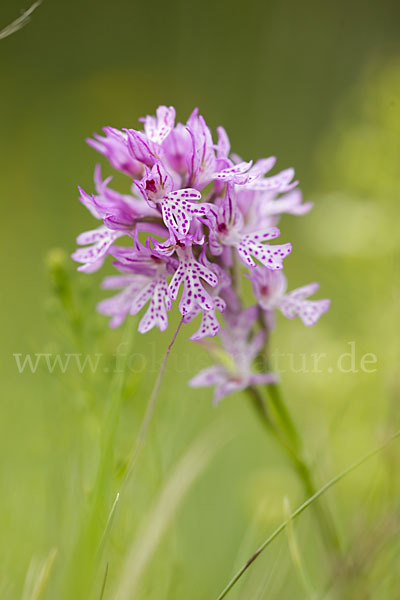 Dreizähniges Knabenkraut (Orchis tridentata)