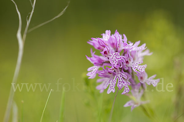 Dreizähniges Knabenkraut (Orchis tridentata)