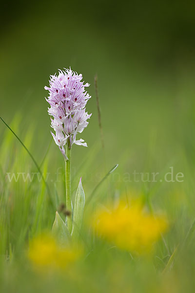 Dreizähniges Knabenkraut (Orchis tridentata)