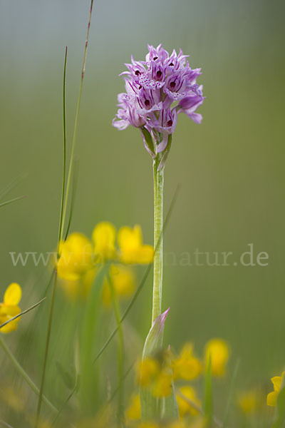 Dreizähniges Knabenkraut (Orchis tridentata)