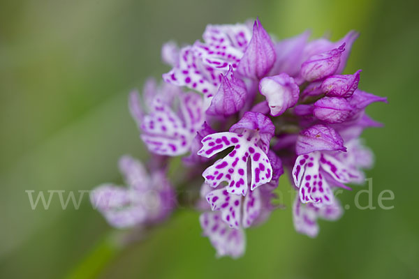 Dreizähniges Knabenkraut (Orchis tridentata)