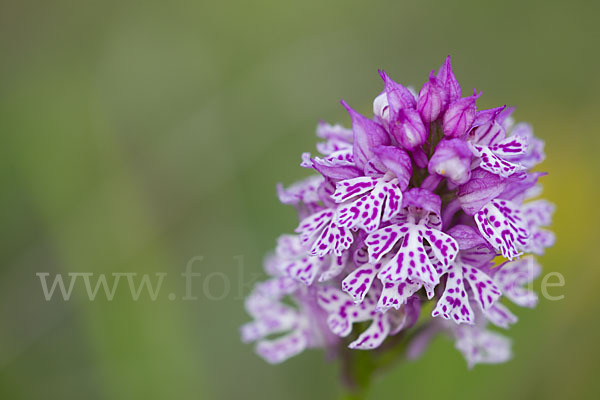 Dreizähniges Knabenkraut (Orchis tridentata)