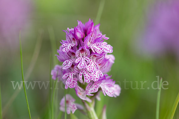 Dreizähniges Knabenkraut (Orchis tridentata)