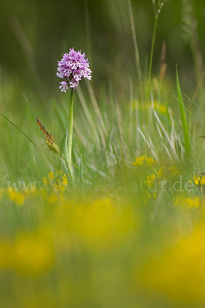 Dreizähniges Knabenkraut (Orchis tridentata)