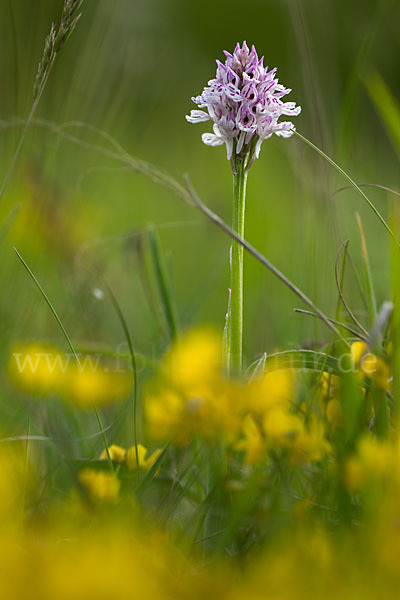 Dreizähniges Knabenkraut (Orchis tridentata)