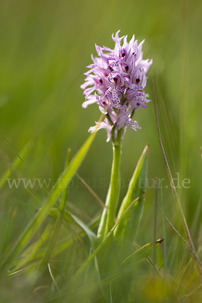 Dreizähniges Knabenkraut (Orchis tridentata)