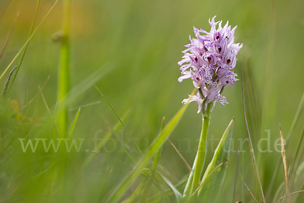 Dreizähniges Knabenkraut (Orchis tridentata)