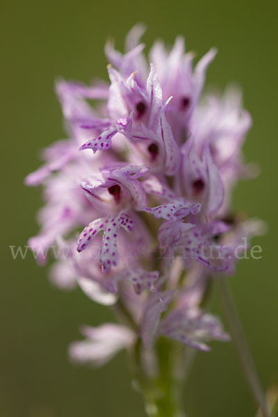 Dreizähniges Knabenkraut (Orchis tridentata)