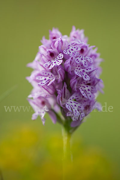 Dreizähniges Knabenkraut (Orchis tridentata)