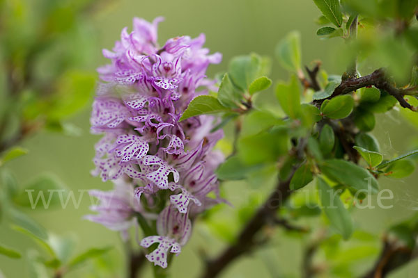 Dreizähniges Knabenkraut (Orchis tridentata)