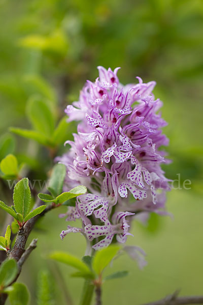 Dreizähniges Knabenkraut (Orchis tridentata)