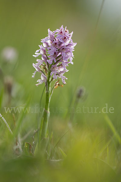 Dreizähniges Knabenkraut (Orchis tridentata)