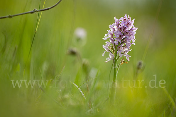 Dreizähniges Knabenkraut (Orchis tridentata)