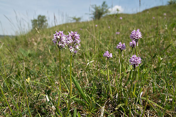 Dreizähniges Knabenkraut (Orchis tridentata)