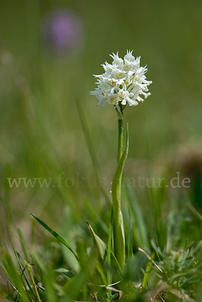 Dreizähniges Knabenkraut (Orchis tridentata)