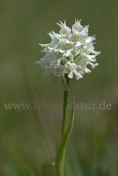 Dreizähniges Knabenkraut (Orchis tridentata)