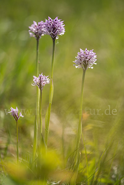 Dreizähniges Knabenkraut (Orchis tridentata)