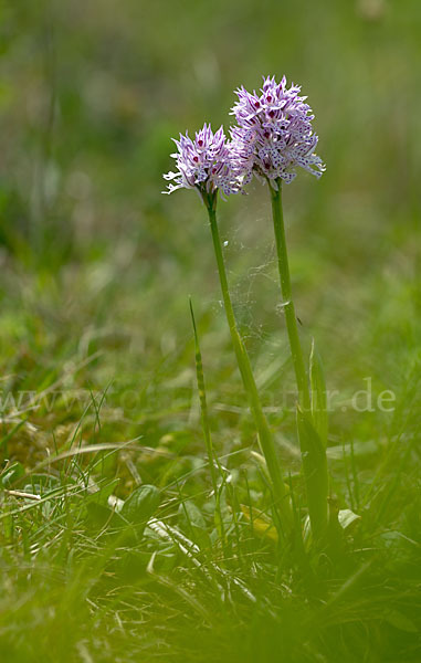 Dreizähniges Knabenkraut (Orchis tridentata)