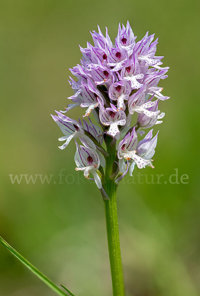 Dreizähniges Knabenkraut (Orchis tridentata)