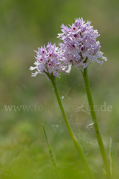 Dreizähniges Knabenkraut (Orchis tridentata)