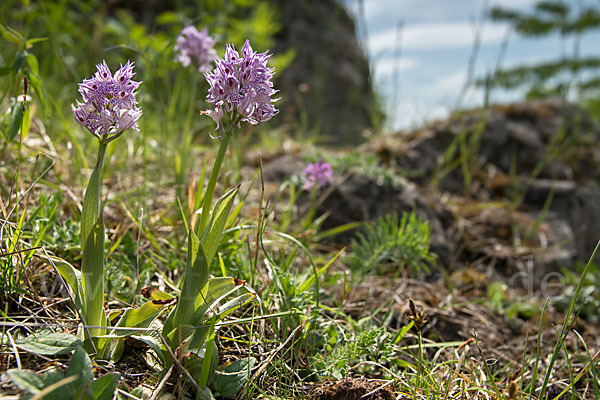 Dreizähniges Knabenkraut (Orchis tridentata)