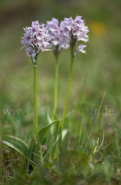 Dreizähniges Knabenkraut (Orchis tridentata)