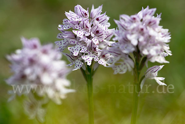 Dreizähniges Knabenkraut (Orchis tridentata)