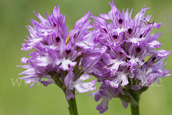 Dreizähniges Knabenkraut (Orchis tridentata)