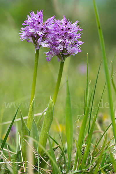 Dreizähniges Knabenkraut (Orchis tridentata)