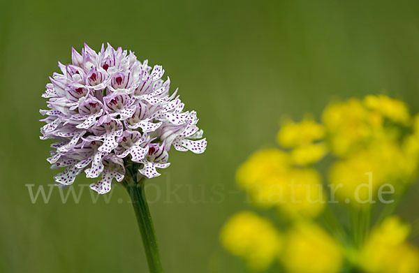 Dreizähniges Knabenkraut (Orchis tridentata)