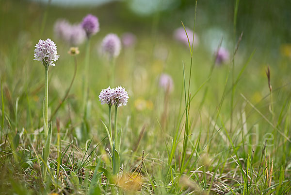 Dreizähniges Knabenkraut (Orchis tridentata)