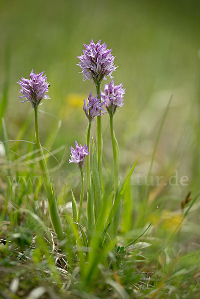 Dreizähniges Knabenkraut (Orchis tridentata)