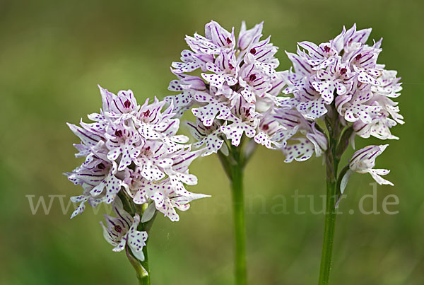 Dreizähniges Knabenkraut (Orchis tridentata)