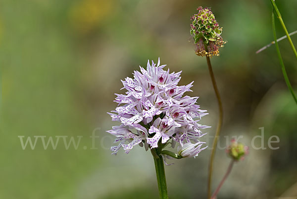 Dreizähniges Knabenkraut (Orchis tridentata)