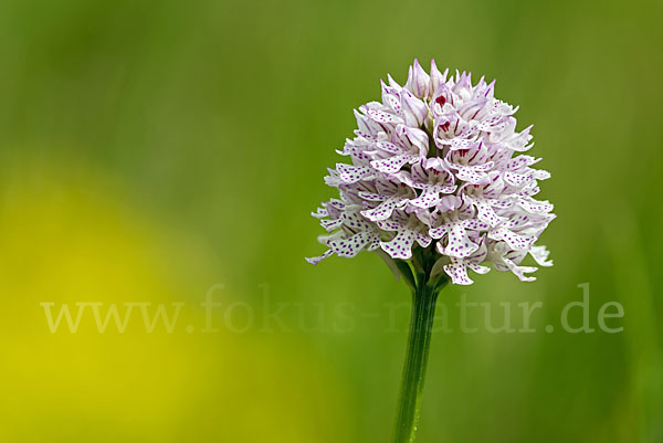 Dreizähniges Knabenkraut (Orchis tridentata)