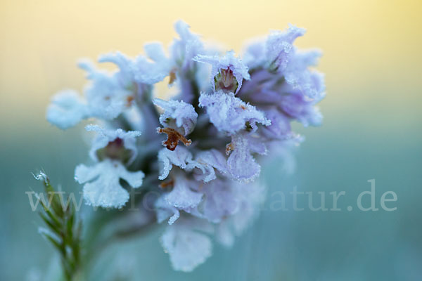 Dreizähniges Knabenkraut (Orchis tridentata)