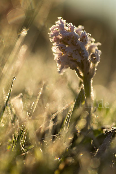 Dreizähniges Knabenkraut (Orchis tridentata)